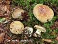 Cortinarius orichalceus-amf612-1